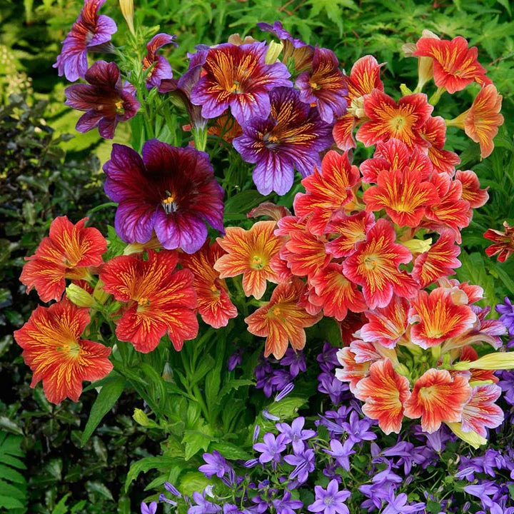Flower Seeds, Seeds,Seeds For Planting,Plant Seeds