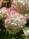 White Pink Hydrangea Flower Seeds for Planting – Heirloom, Non-GMO, Low-Maintenance Garden Seeds