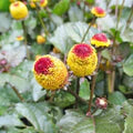 Paracress SpotFlower Seeds for Planting – Heirloom, Non-GMO, High Germination Organic Garden Seeds