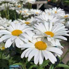 Flower Seeds, Seeds,Seeds For Planting,Plant Seeds