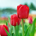 Red Tulip Flower Seeds for Planting – Heirloom, Non-GMO High-Germination Organic Spring Garden Seeds