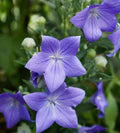 Balloon Flower Seeds for Planting – Heirloom, Non-GMO, Drought-Tolerant High Germination Seeds