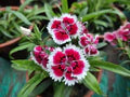 White Red Dianthus Flower Seeds for Planting – Fragrant Blossoms, Heirloom, Non-GMO, High Germination Organic Garden Seeds