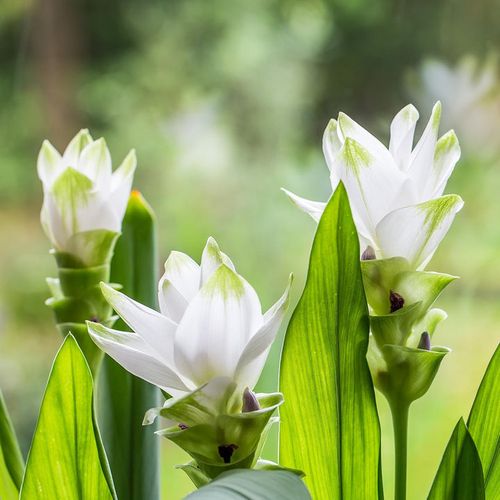 Flower Seeds, Seeds,Seeds For Planting,Plant Seeds