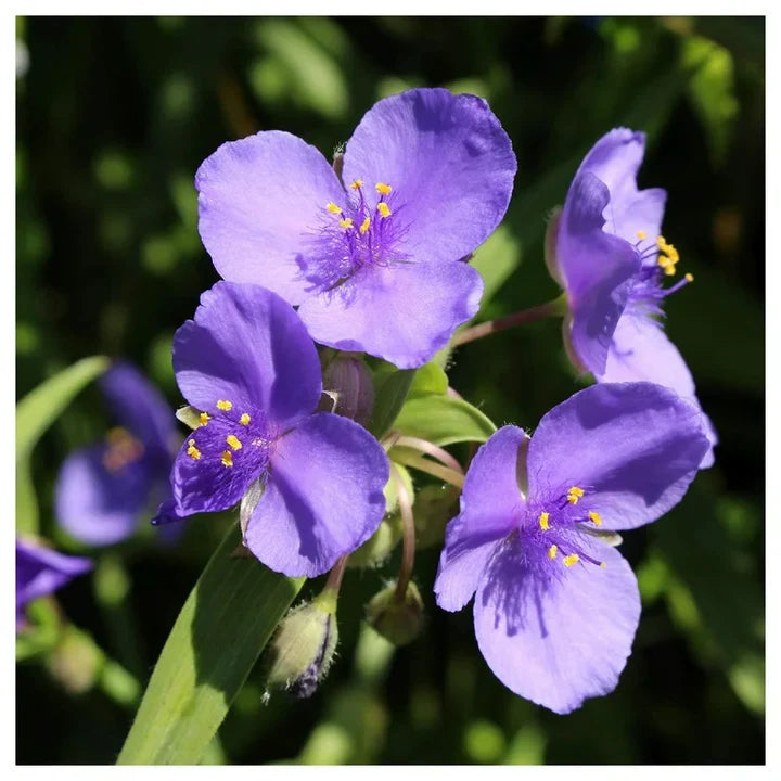 Spiderwort Shimmer Flower Seeds for Planting – Heirloom, Non-GMO, High Germination, Organic Garden Seeds