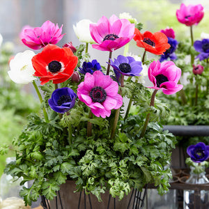 Flower Seeds, Seeds,Seeds For Planting,Plant Seeds