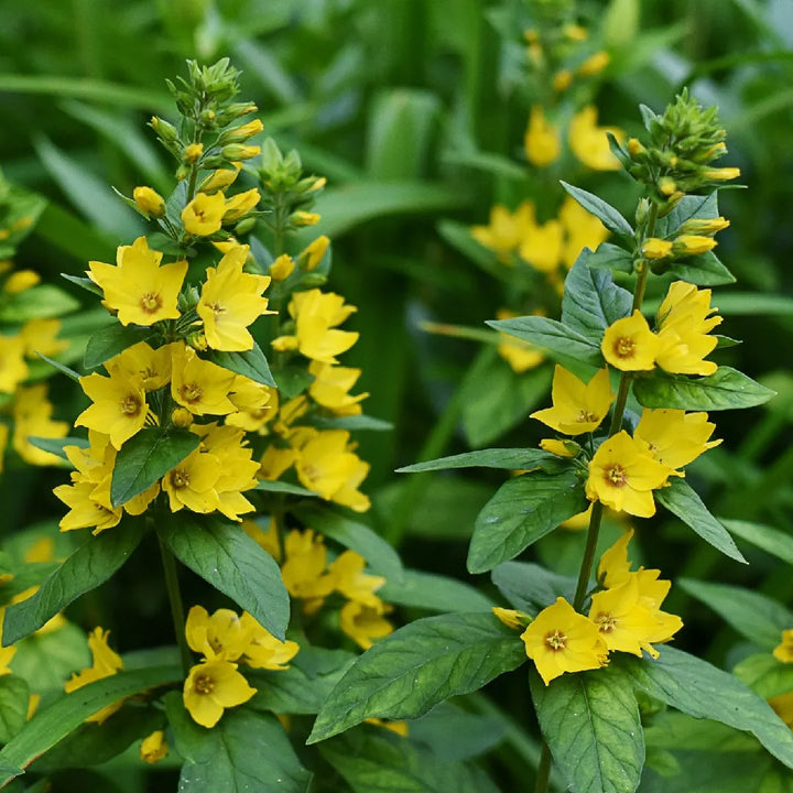 Flower Seeds, Seeds,Seeds For Planting,Plant Seeds