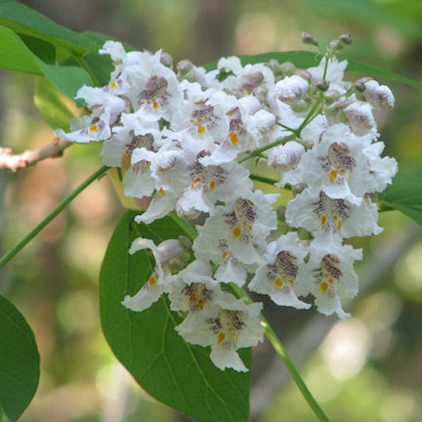 Flower Seeds, Seeds,Seeds For Planting,Plant Seeds