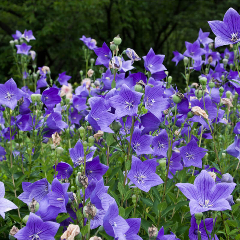 Flower Seeds, Seeds,Seeds For Planting,Plant Seeds