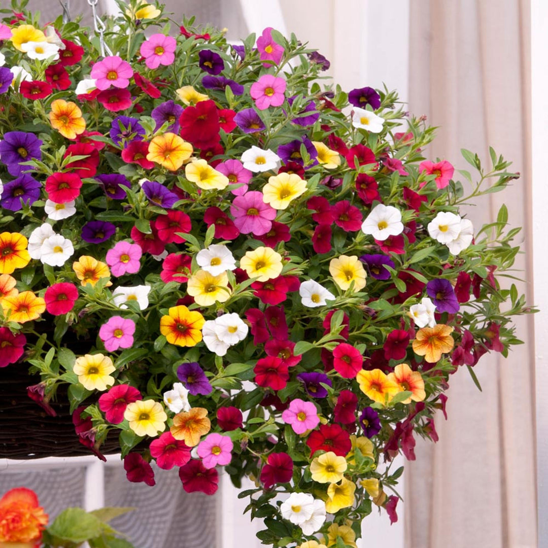 Flower Seeds, Seeds,Seeds For Planting,Plant Seeds