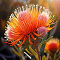Orange Yellow Protea Flower Seeds for Planting – Heirloom, Non-GMO Fragrant Organic Garden Seeds