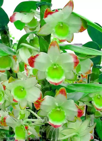 Flower Seeds, Seeds,Seeds For Planting,Plant Seeds