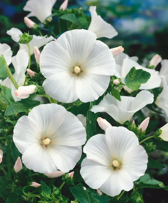 White Lavatera Flower Seeds for Planting – Heirloom, Non-GMO Drought-Tolerant Organic Garden Seeds