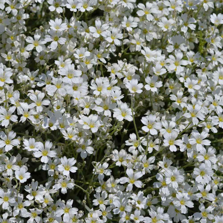 Flower Seeds, Seeds,Seeds For Planting,Plant Seeds