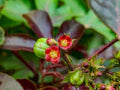 Red Bellyache Bush Flower Seeds for Planting – Heirloom, Non-GMO, High Germination Garden Seeds