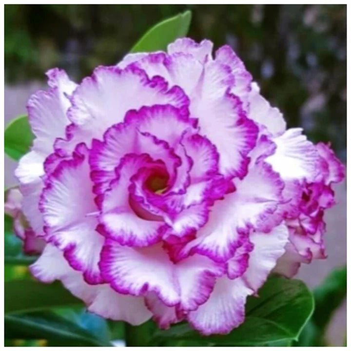 White Purple Adenium Flower Seeds for Planting – Heirloom, Non-GMO, High Germination Seasonal Garden Seeds