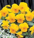 Yellow Swiss Pansy Flower Seeds for Planting – Heirloom, Non-GMO, High Germination Garden Seeds