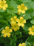 Yellow Oxalis Versicolor Flower Seeds for Planting – Heirloom, Non-GMO, High Germination Organic Garden Seeds