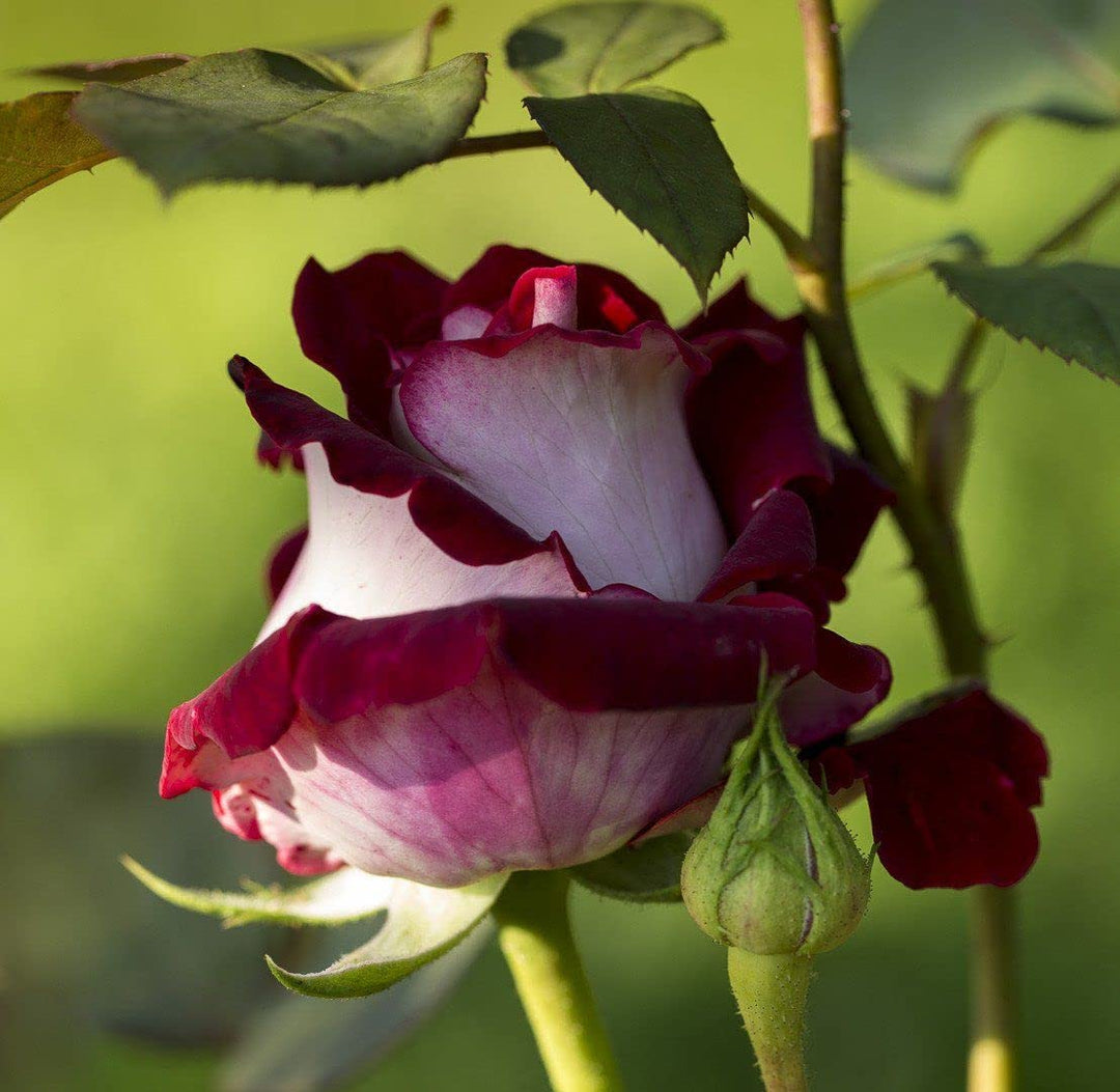 Flower Seeds, Seeds,Seeds For Planting,Plant Seeds