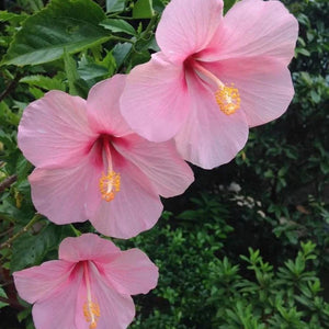 Flower Seeds, Seeds,Seeds For Planting,Plant Seeds