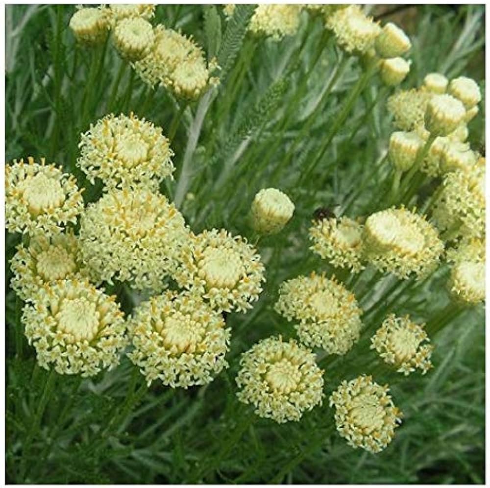 Flower Seeds, Seeds,Seeds For Planting,Plant Seeds