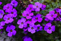 Purple Cascading Flower Seeds for Planting – Heirloom, Non-GMO, High Germination Organic Garden Seeds