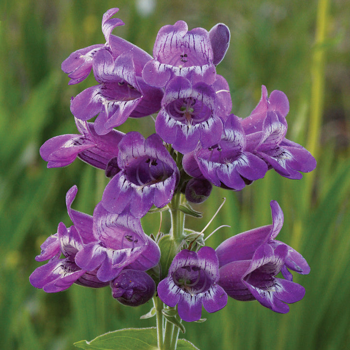 Flower Seeds, Seeds,Seeds For Planting,Plant Seeds