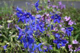 Delphinium belladonna Flower Seeds