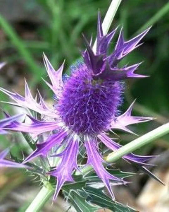 Purple Eryngium Flower Seeds for Planting – Heirloom, Non-GMO, High Germination Organic Garden Seeds