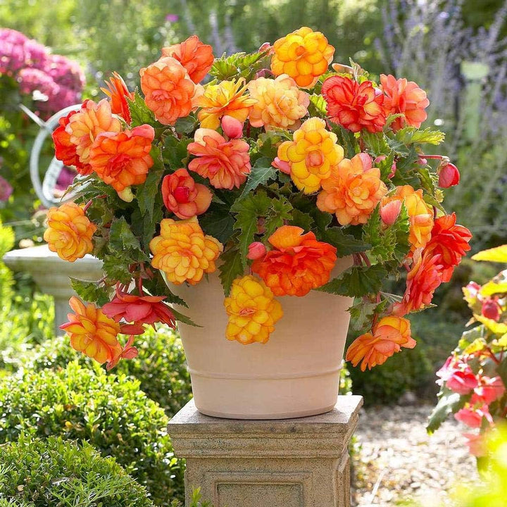 Flower Seeds, Seeds,Seeds For Planting,Plant Seeds