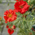 Red Bradshaw Flower Seeds for Planting – Heirloom, Non-GMO, High Germination Organic Garden Seeds