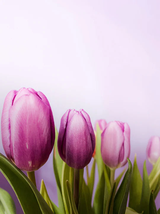 Lavender Tulip Flower Seeds for Planting – Heirloom, Non-GMO, High Germination Garden Seeds