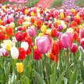 Tulip Flower Seeds – Heirloom Non-GMO Colorful Garden Seeds for Planting