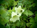 Codonopsis Flower Seeds for Planting – Heirloom, Non-GMO, High Germination Premium Quality Seeds