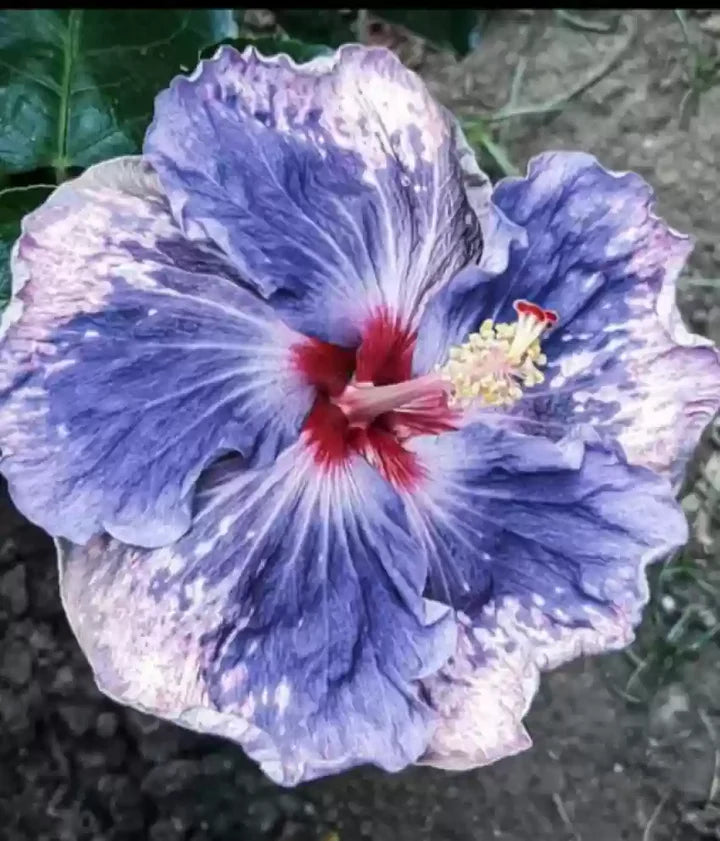 Blue White Hibiscus Flower Seeds for Planting – Heirloom, Non-GMO, Sun-Loving Garden Seeds