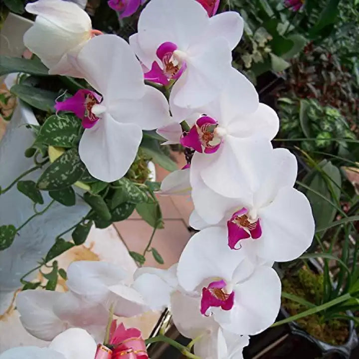 Flower Seeds, Seeds,Seeds For Planting,Plant Seeds