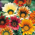 Mix Gazania Flower Seeds for Planting – Perfect for Borders, Heirloom, Non-GMO, High Germination Organic Garden Seeds