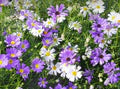 Mixed Brachyscome Flower Seeds for Planting – Drought Tolerant, Heirloom, Non-GMO, High Germination Organic Garden Seeds