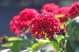 Red Pentas Flower Seeds for Planting – Perfect for Borders, Heirloom & Non-GMO Organic Garden Seeds for Home Garden, 100pcs