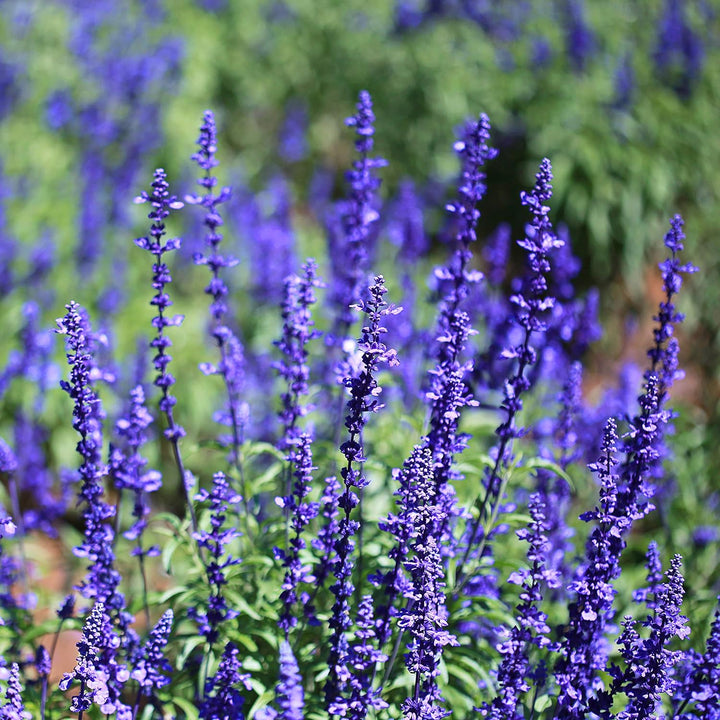 Flower Seeds, Seeds,Seeds For Planting,Plant Seeds