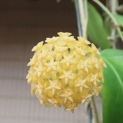 Flower Seeds, Seeds,Seeds For Planting,Plant Seeds