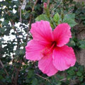 Hibiscus Rosa-Sinensis Flower Seeds for Planting – Heirloom, Non-GMO, Pollinator-Friendly Garden Seeds