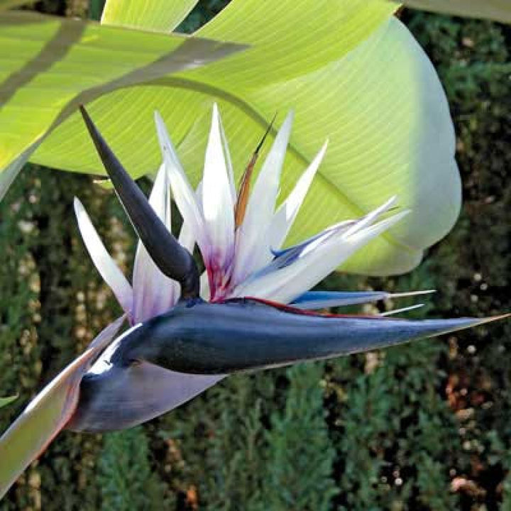 Flower Seeds, Seeds,Seeds For Planting,Plant Seeds