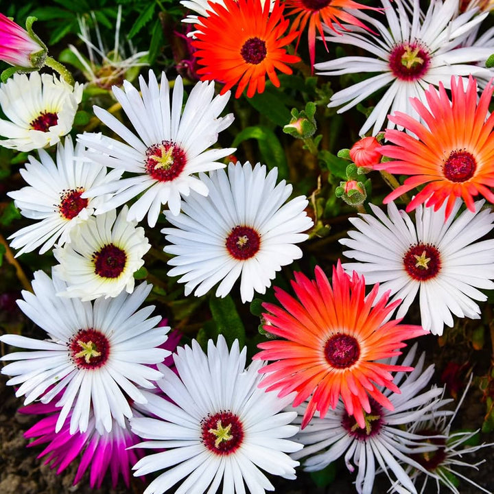 Flower Seeds, Seeds,Seeds For Planting,Plant Seeds