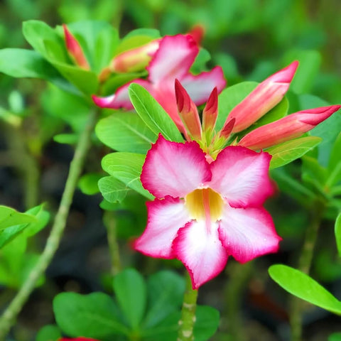 Flower Seeds, Seeds,Seeds For Planting,Plant Seeds