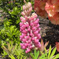 Pink Lupine Popsicle Seeds – Heirloom, Non-GMO, Compact Growth