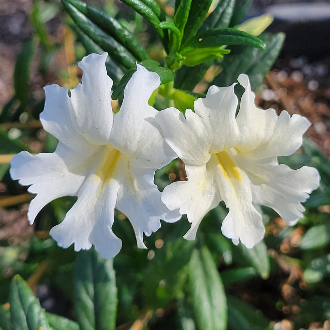 White Mimulus Flower Seeds for Planting – Heirloom, Non-GMO, High Germination Organic Garden Seeds