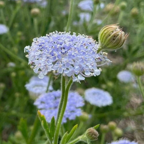 Flower Seeds, Seeds,Seeds For Planting,Plant Seeds