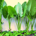 Green Alocasia Macrorrhizos Flower Seeds for Planting – Heirloom, Non-GMO, High Germination Garden Seeds