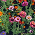 Single Petal Zinnia Mix Flower Seeds for Planting – Heirloom, Non-GMO, High Germination Garden Seeds